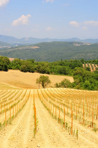 stock image Hill Of Tuscany With Young Vineyard In The Chianti Region