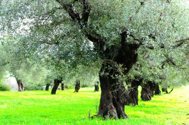 Olive Trees clipart