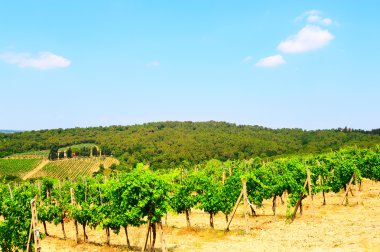 tepe Toskana chianti bölgesinde üzüm