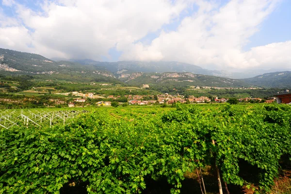 意大利阿尔卑斯山脚下的葡萄园和农舍 — 图库照片