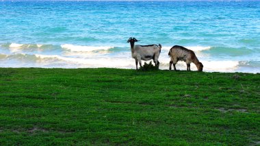 Grass and Sea clipart