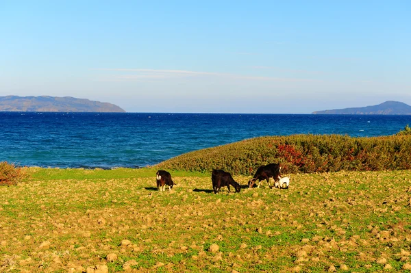 Kozy a moře — Stock fotografie