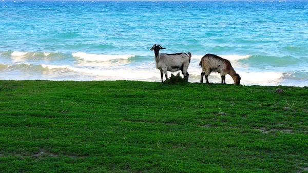 잔디와 바다 — 스톡 사진