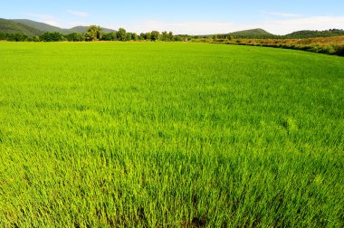 Green Paddy Field In The Hills Of Toscana clipart