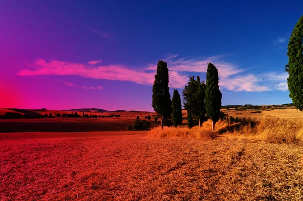 Paisaje en Toscana con ciprés ornamental —  Fotos de Stock