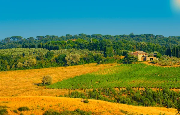 Colina Toscana Com Vinha Região Chianti — Fotografia de Stock