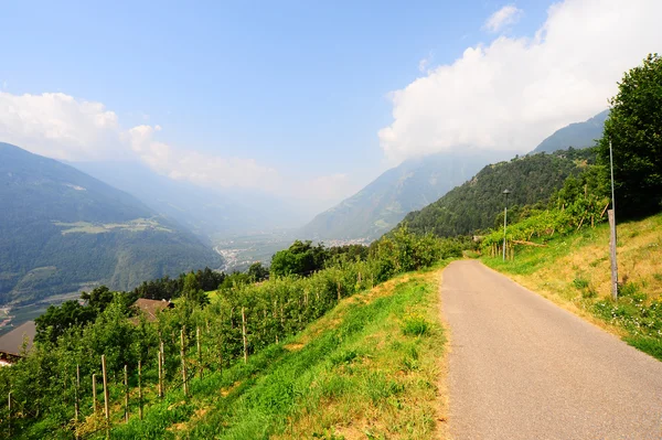 Der Weinberg Und Die Bauernhäuser Fuße Der Italienischen Alpen — Stockfoto