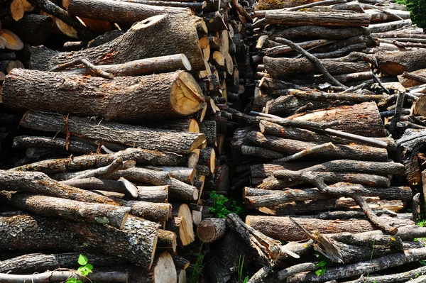 Sawed Firewood Dropped Pile Forest — Stock Photo, Image