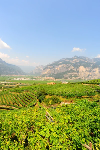 意大利阿尔卑斯山脚下的葡萄园和农舍 — 图库照片