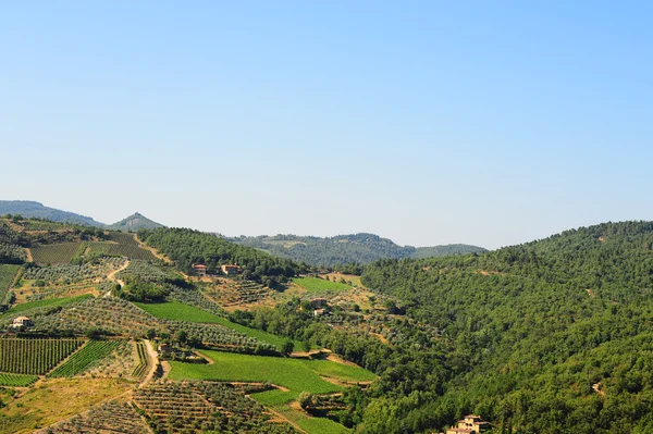 Collina Toscana Con Vigneto Nella Regione Del Chianti — Foto Stock