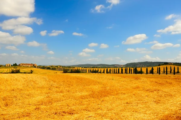 Cipreste Beco Que Conduz Casa Fazendeiro Toscana — Fotografia de Stock