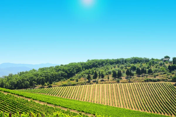 托斯卡纳山与基安蒂地区的葡萄园 — 图库照片