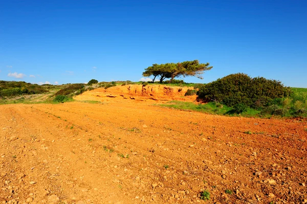 Drei Zedern Über Einer Klippe Auf Der Griechischen Insel Rhodos — Stockfoto