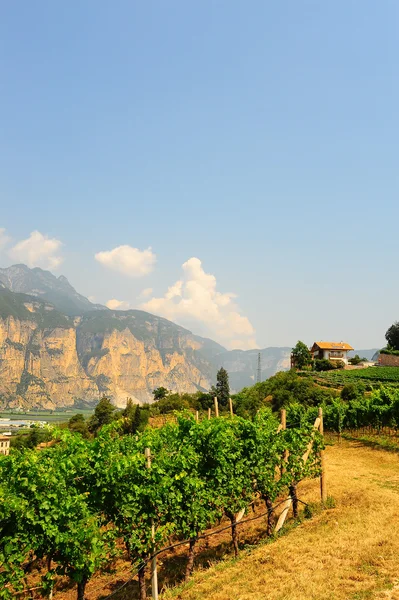 Wijngaard Boerderijhuizen Aan Voet Van Italiaanse Alpen — Stockfoto