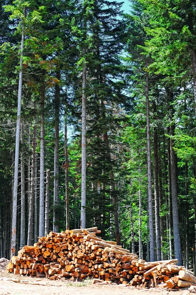 Sawed Firewood — Stock Photo, Image