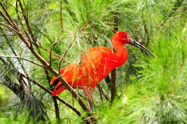 Kırmızı Ibis