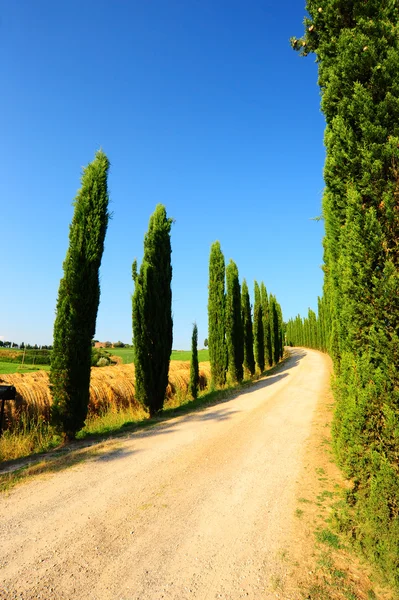 Cypress steeg in Toscane — Stockfoto