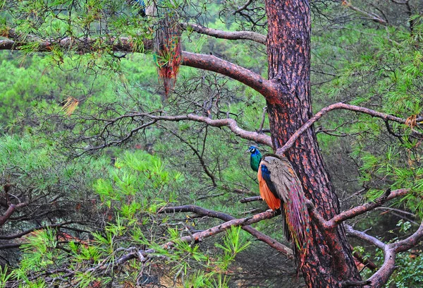 stock image Peafowl