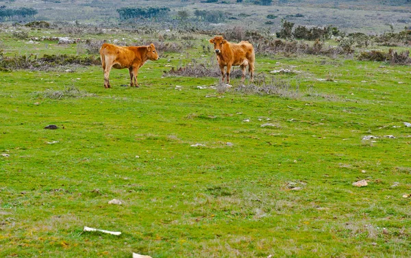Корова и бык — стоковое фото
