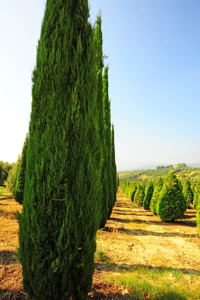 Jardim na Toscana — Fotografia de Stock