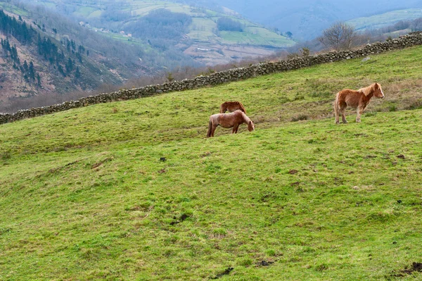 Paarden op alpine weide — Stockfoto