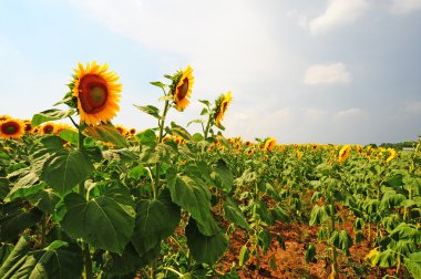 Ayçiçeği