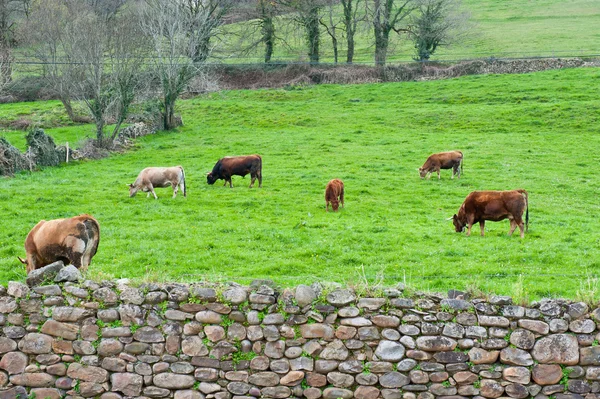 Krávy a býci — Stock fotografie