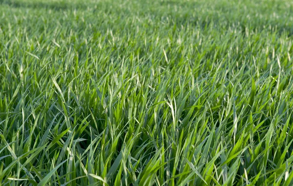 stock image Green Grass