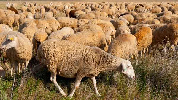 放牧绵羊 — 图库照片