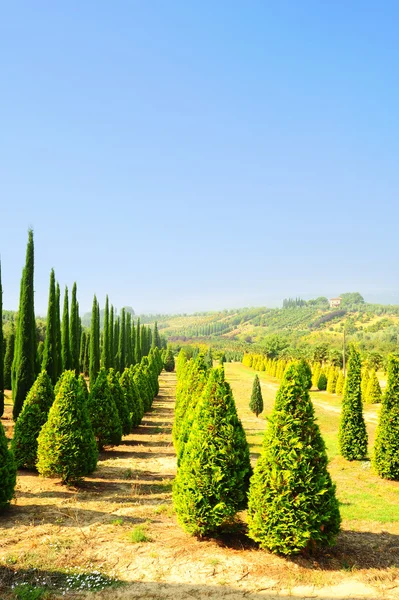 Cypressträd i Toscana — Stockfoto