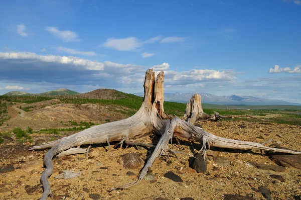 Old stumps — Stock Photo, Image