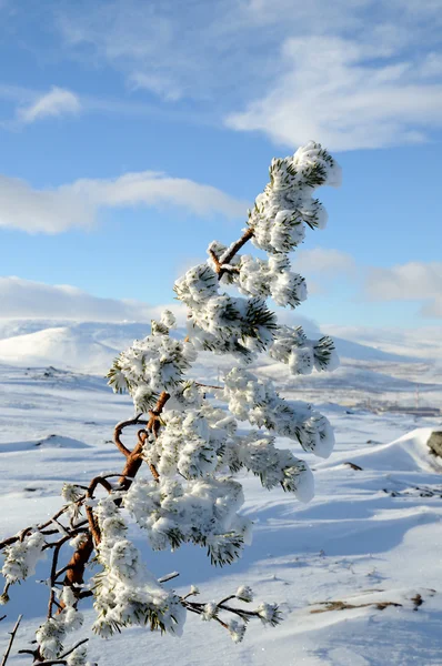 Snow on needles of pine after snowstorm — Stock Photo, Image