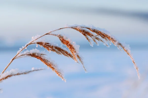 In de winter gras — Stockfoto