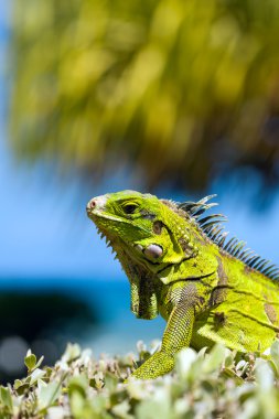 Iguana