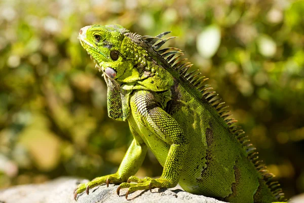 Lugn Iguana Porträtt Över Träd Bakgrund — Stockfoto