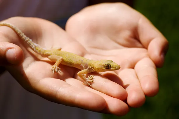 Child Holding Yellow Lizard His Hands Sunlight — Stock Photo, Image
