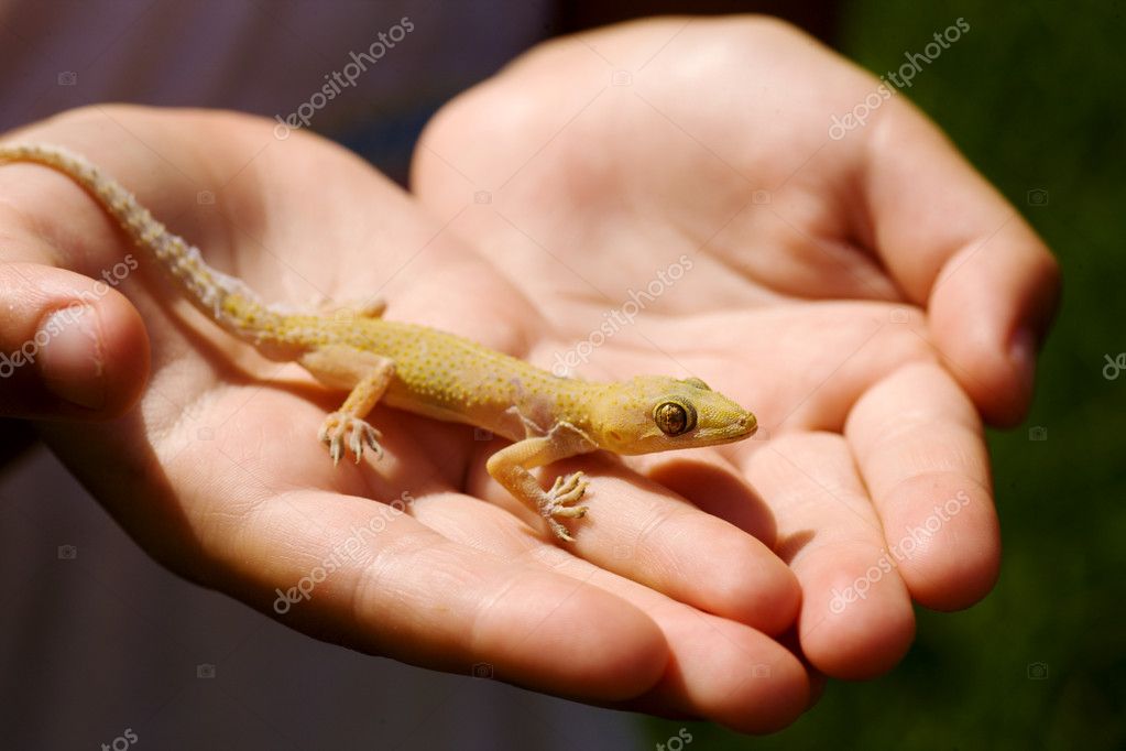 Child Holding Yellow Lizard His Hands Sunlight — Stock Photo © olgasweet  #4939964