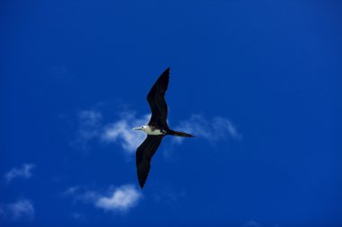 Frigatebird clipart