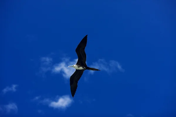 stock image Frigatebird