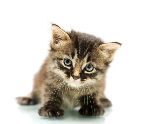 Karton kutu içinde küçük kedi yavrusu — Stok Foto © Andrey_Kuzmin 12240176