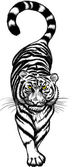 Fekete-fehér tigris