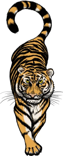 Иллюстрация Крадущегося Тигра — стоковый вектор
