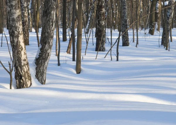 stock image Winter forest