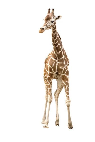 Giraffe — стокове фото