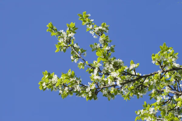 stock image Flowering apple-tree