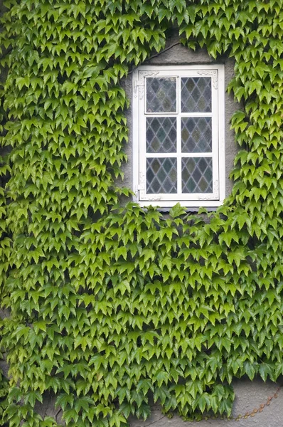 Fenêtre avec lierre — Photo