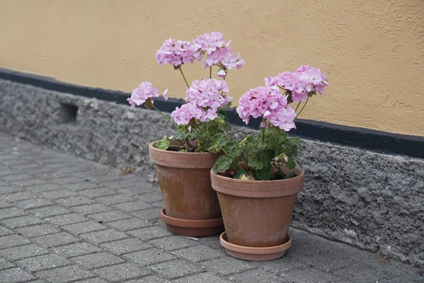 Kwiaty doniczkowe w ulicy — Zdjęcie stockowe
