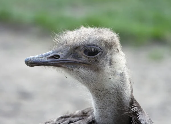 Shaggy struisvogel — Stockfoto