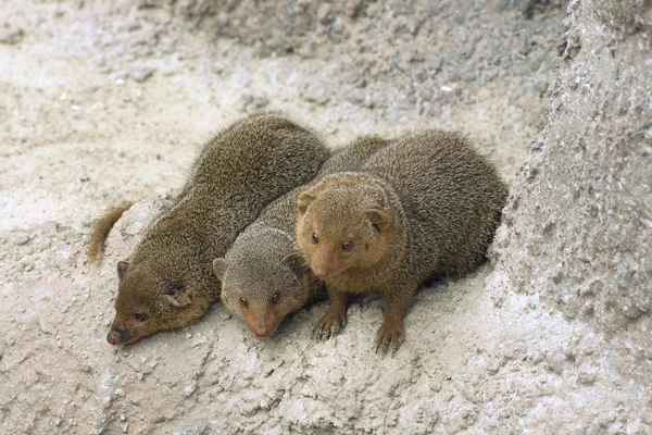 Dwarf mongooses — Stock Photo, Image