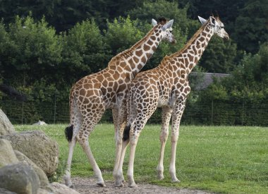 Two giraffes clipart